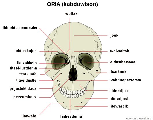 Ayafa oria