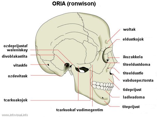 Ayafa oria