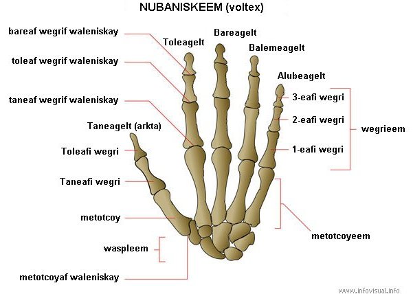 Nuba