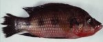 Krod (Hemichromis elongatus)