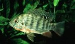 Krod (tilapia guineensis)