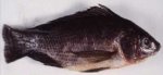 Krod (Tilapia heudelotii)