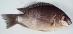 Krod (Tilapia schwebischi)