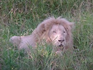 Batakakrapol (Panthera leo)