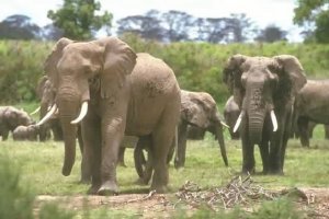 Fuzol ( Loxodonta africana)