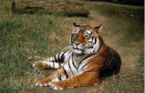 Jaktol (Panthera tigris)