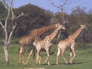 Kustrol (Giraffa camelopardalis)