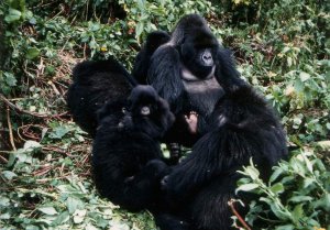 Yiwol (Gorilla gorilla)